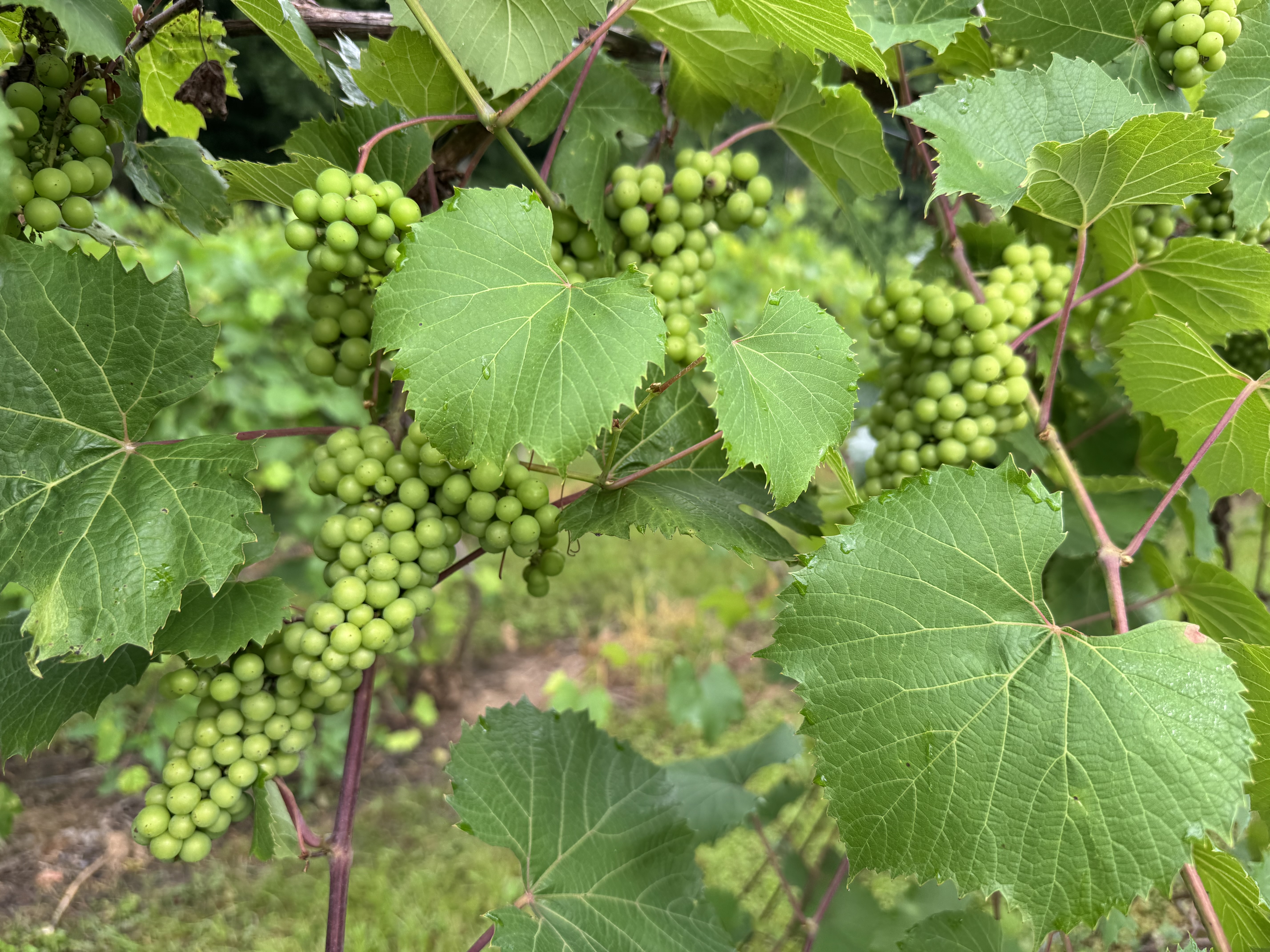Petite Pearl grapes growing on a vine.